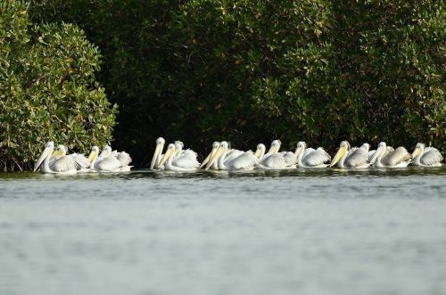 Île du Saloum